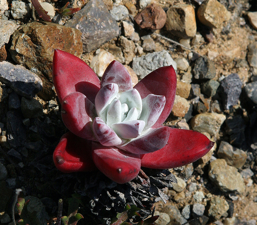 人的多肉植物 Dudleya farinosa 仙女杯 初霜 种