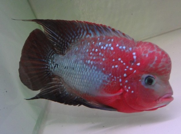 幻彩金花罗汉鱼 20公分+ 省内包邮|一淘网优惠