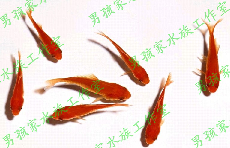 【尚海水族馆】小金鱼小红鱼草金鱼龙鱼魟鱼饲