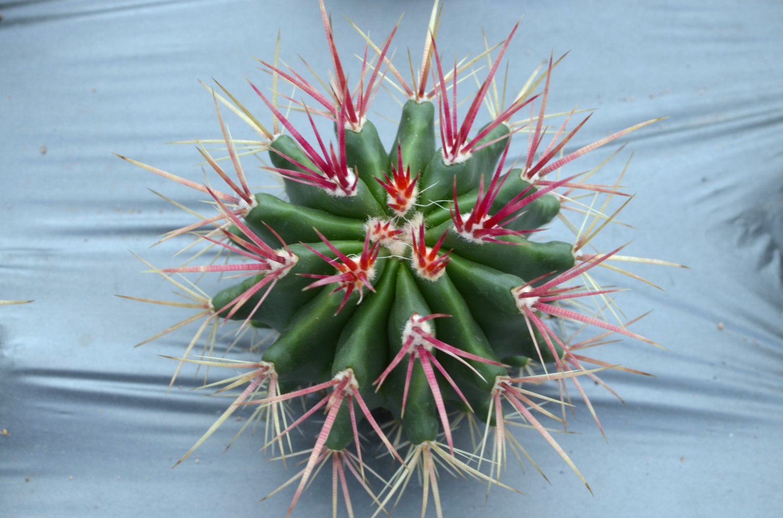 赤凤直径10cm 仙人掌 仙人球|一淘网优惠购|购