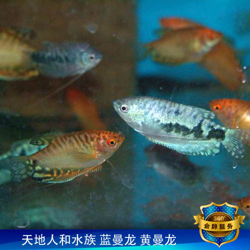 黄蓝曼龙鱼 底滤缸吃蛋白虫 中小型热带观赏鱼