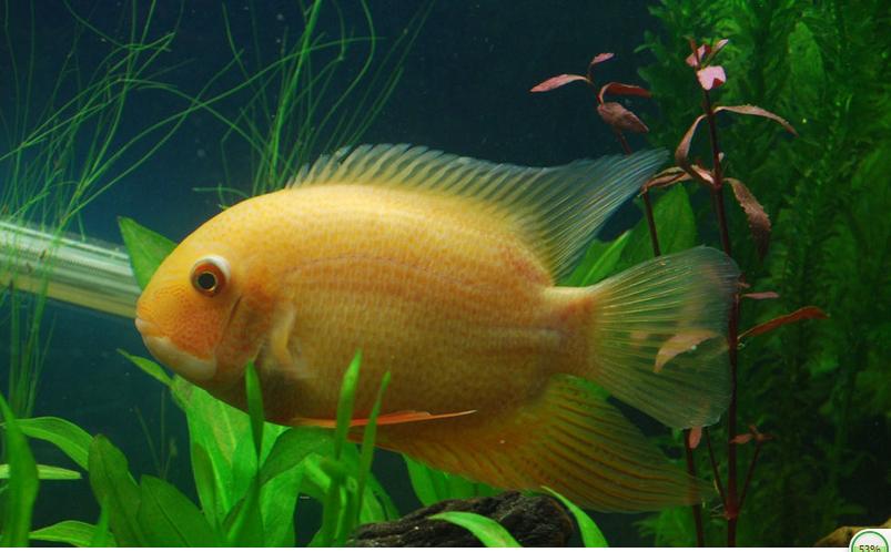 【初见水族】可爱菠萝鱼 观赏鱼热带鱼 金菠萝