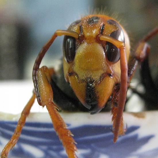 特价云南纯天然野生蜂王大黑土蜂大黄蜂蜜蜂泡