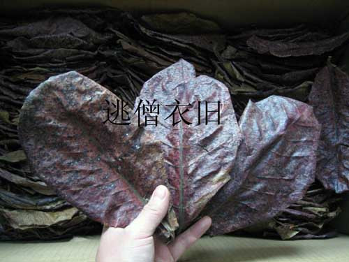 榄仁叶 懒人叶 适合斗鱼 龙鱼 七彩 短鲷观赏鱼