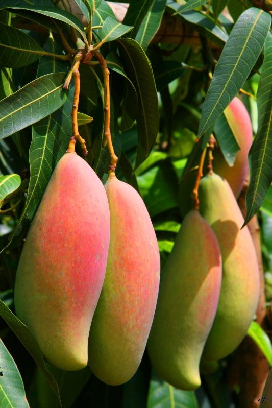 2014年云南元江特大芒果--红象牙上市啦!5斤起