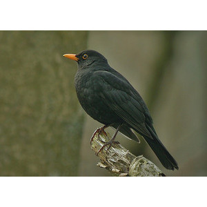 乌栋\/黑鸫\/乌鸫\/百舌\/诱鸟声鸟叫声\/电媒媒声\/引