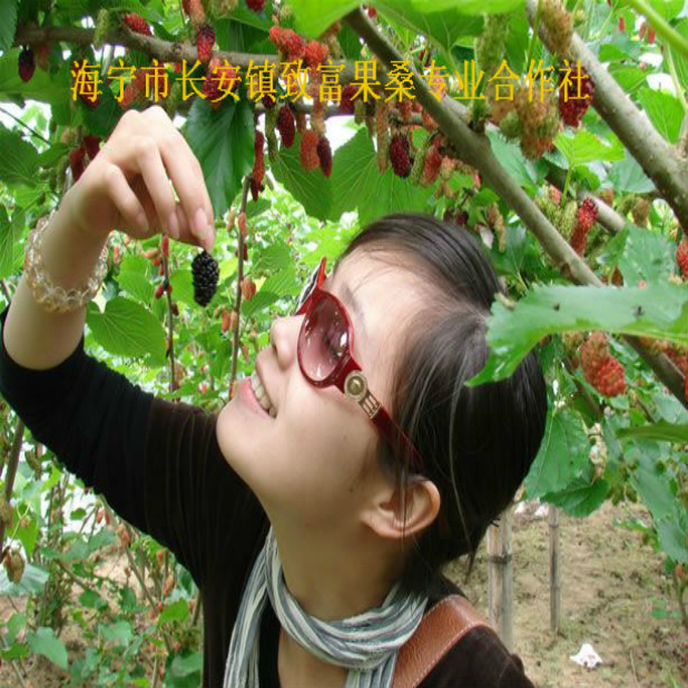 无籽大十果桑树苗 桑果苗 桑葚苗 桑树苗 我认为