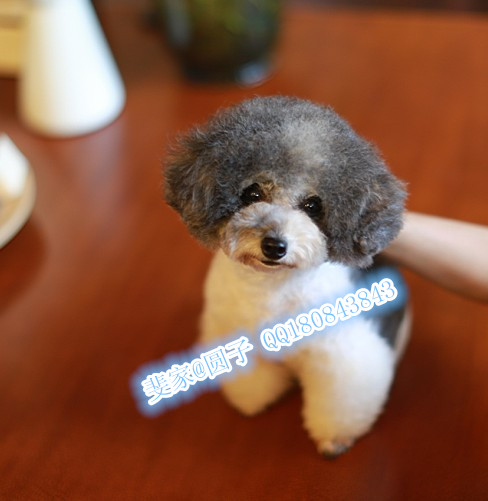 茶杯& 微小H灰白花色泰迪(贵宾)MM& DD|一