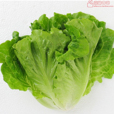 生菜种子 生菜易成活家庭盆栽 有机蔬菜种子 阳
