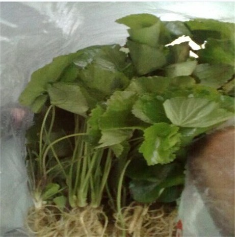 野生异叶茴芹 苦爹菜 百路通 茴芹 八月白 羊膳