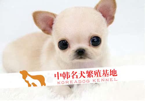 乖巧可爱 适合家养的护卫犬 日系秋田犬宝宝出