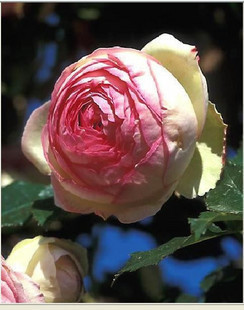 藤本月季 龙沙宝石 开花大花期长 适合庭院种植