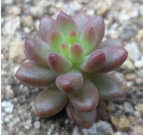 白石赤豆 景天科景天属多肉植物 小型品种 花果