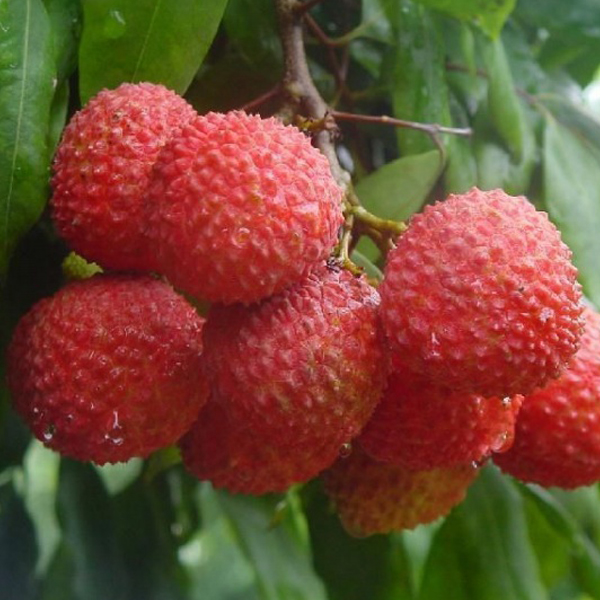 甜 现摘5斤送1斤 锋尚茂名高州荔枝 桂味新鲜荔