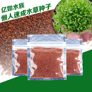 鱼缸造景水草种子无需CO2水草种子水草籽发
