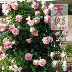 四季开花玫瑰蔷薇藤本月季苗 粉色龙沙宝石 爬