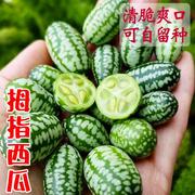 拇指西瓜种子迷你水果小西瓜，种籽大全四季春季盆栽种子四季种植
