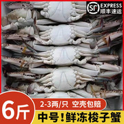 6斤公梭子蟹2-3两新鲜冷速急冻大螃蟹海蟹青蟹，飞蟹海鲜水产香辣蟹