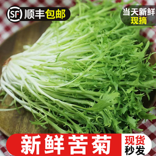 苦菊生菜新鲜蔬菜沙拉，食材苦苣狗牙菜，西餐健身轻食苦细叶生菜