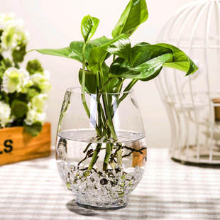 创意恐龙蛋花瓶  透明玻璃花瓶 水培绿萝富贵竹水养植物玻璃花盆