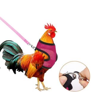 鸡鸭鹅牵引绳遛鸡绳家禽训练带宠物牵引绳背心式透气胸背带牵引绳