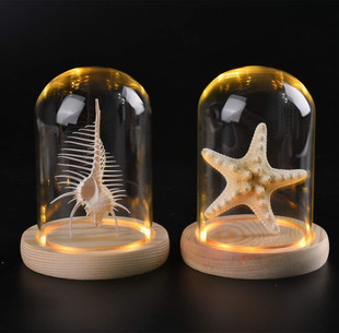 海螺贝壳标本家居创意海洋生物，科普摆件led玻璃，防尘罩天然