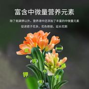 君子兰肥料专用肥兰花夹箭开花营养液蝴蝶兰植物通用型养花花肥