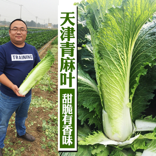 天津青麻叶大白菜种子种籽四季秋，冬季蔬菜籽，绍菜山东小大白菜种孑