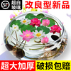 水培玻璃花盆透明碗莲荷花，铜钱草盆缸养睡莲，的专用花盆鱼缸植物器