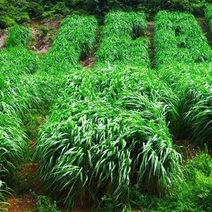 进口黑麦草种籽子鱼草种籽四季多年生耐寒牧草种子鸡鸭牛羊草种A