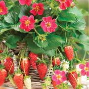 草莓苗蓝莓苗种植带盆带土四季盆栽 草莓秧花园家庭阳台食用结果