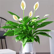 白掌盆栽一帆风顺植物办公室内桌面大盆花卉客厅，好养绿植四季开花