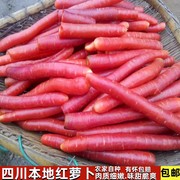四川新鲜小红萝卜农家自种沙地迷你水果甜胡萝卜泡菜腌菜现挖