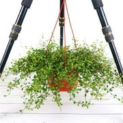 千叶吊兰盆栽可食用烘焙水培，植物室内吸甲醛，进化空气垂吊婚纱吊兰