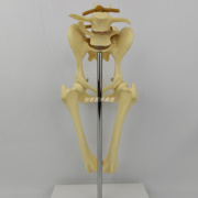 狗髋关节骨骼模型犬科类，骨架玩具动物，骨解剖兽医手术演示宠物医院