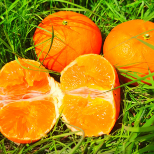 四川明日见柑橘纯甜化渣孕妇新鲜水果橘子
