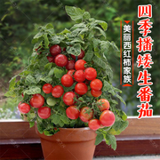 种草莓孑种种籽种子蔬菜水果，种子室内番茄盆栽，四季阳台薄荷食用菜