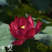 中国红上海真大中小型迷你荷花，碗莲睡莲种子，藕盆栽水生植物花