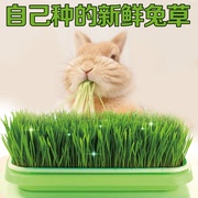 兔子爱吃的草新鲜食用草种子垂耳道奇兔兔宠物食物自己种植小麦喂