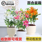 香水百合种球百合花盆栽带花苞鲜花多头浓香型花卉植物室内花苗