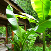 芭蕉树苗大叶观赏庭院造景别墅绿化蕉芭蕉苗庭院绿化树苗芭蕉树苗