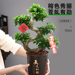 金钱榕盆栽绿植大型植物，室内外老桩造型s摇钱树小叶人参榕树盆景