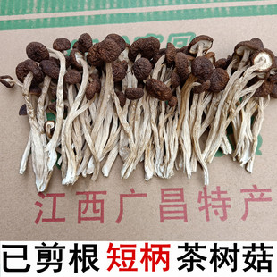 江西广昌半野生不开伞，茶树菇新鲜蘑菇，短柄细嫩茶薪菇香菇干货500g