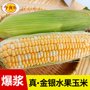云南金银水果玉米9斤甜玉米棒子苞谷米现摘糯新鲜生吃蔬菜10