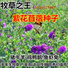进口紫花苜蓿草种子红花草籽养蜂蜜源紫云英草籽绿肥植物牧草种籽