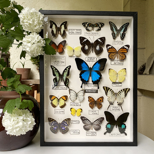 美好寓意真蝴蝶植物，干花标本装饰画客厅，摆挂件中古日系生日礼物
