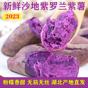 紫罗兰紫薯新鲜农家自种紫番薯湖北产地现挖现发沙地紫心红薯地瓜