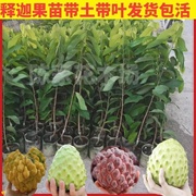 四季释迦果树苗台湾番荔枝苗，嫁接当年结果，南方地栽种植盆栽果树苗