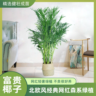 富贵椰子大型绿植盆栽，室内客厅办公室，好养植物四季常青除甲醛
