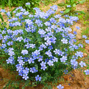 蓝花亚麻花种子适合冬天种的花籽四季阳台室内外庭院盆栽耐寒花卉